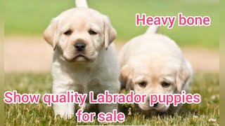 Show quality Labrador puppies for sale 7680904157 hyderabad dog market in hydera