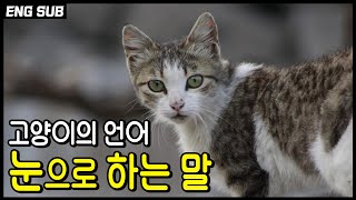 Cat language with eyes.Cat language words with eyes