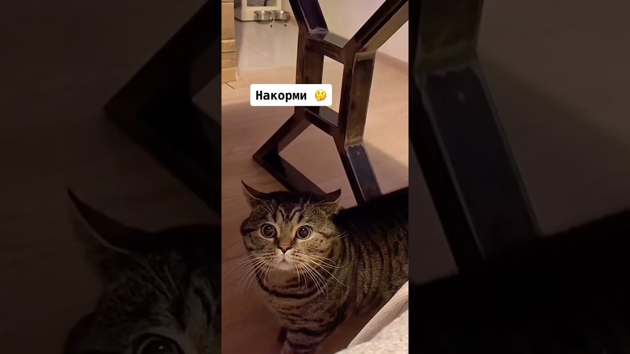 Пришел Покормить Кота Порно