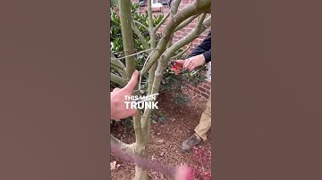 Pruning Japanese Maple 🍁