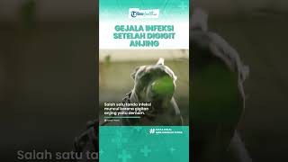 Waspadai Gigitan Anjing Bisa Picu Infeksi hingga Rabies, Kenali Gejalanya Sejak Dini