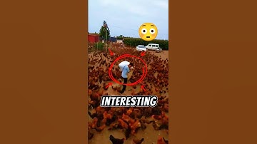 You Won’t Believe What Chickens Can Remember!🐔#animals #chicken #shorts