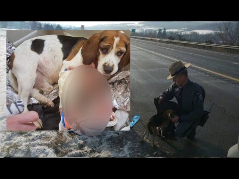 Video: Tovornjakarji in državni vojaki rešujejo življenje psov, ki so se vrgli iz avtomobila na meddržavni avtobus