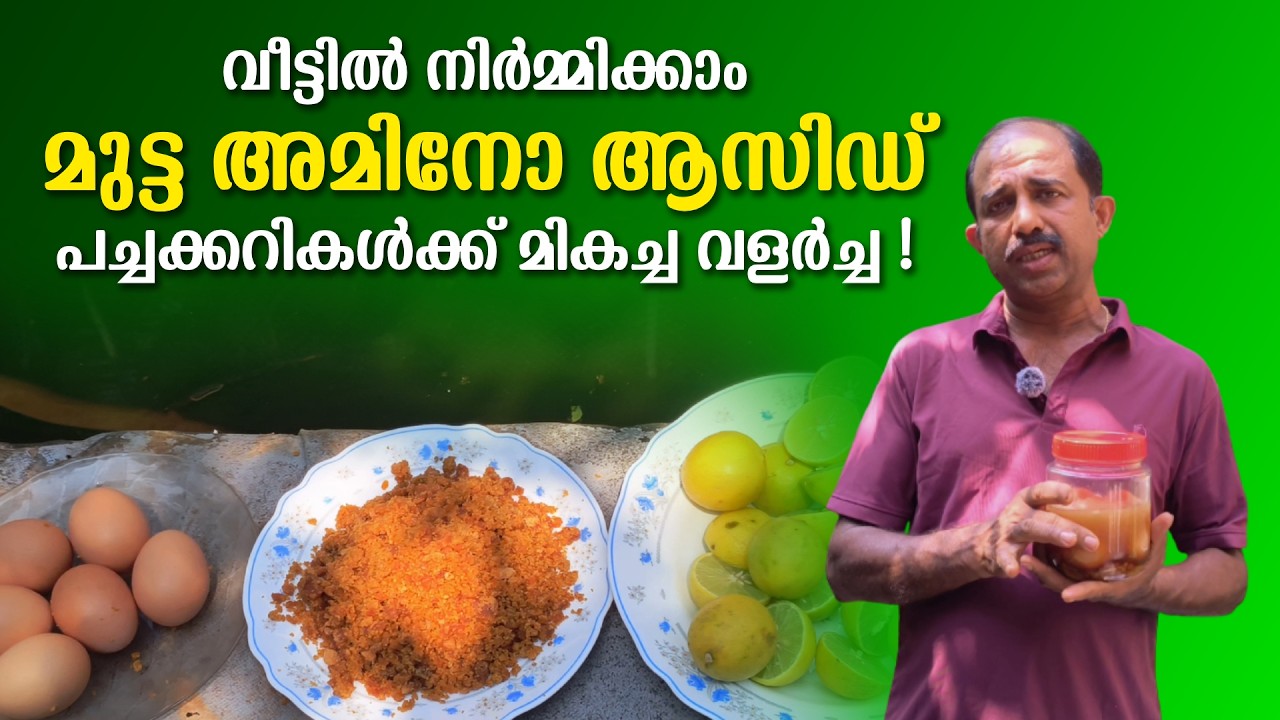 മുട്ട കൊണ്ട് വളവും കീടനാശിനിയും! | How to make Egg Amino Acid