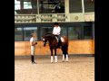 Dressage horses for sale  dutch  warmblood  stallion