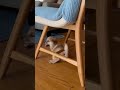 Puppy gets Stuck #shorts #puppy #funny #cute