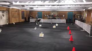 Akc virtual rally Intermediate course #2 Libby