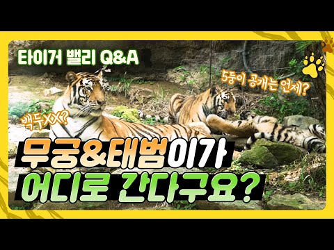 5남매 동생 본 한국호랑이 무궁&amp;<strong>amp</strong>;태범에게 무슨 일이??? | 사육사피셜 Q&amp;<strong>amp</strong>;A | 에버랜드 #타이거밸리 (Everland Tiger <strong>Valley</strong>)