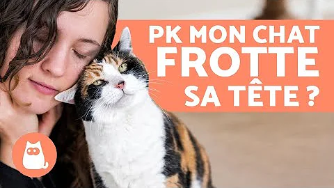 Pourquoi mon chat se frotte la tête contre moi