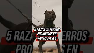 ❌️5 PERROS PROHIBIDOS #perrosfuertes #perrospoderosos #perrosguardianes #perros #pitbull