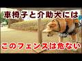 柴犬介助犬を阻むフェンスから脱出！買い物へ