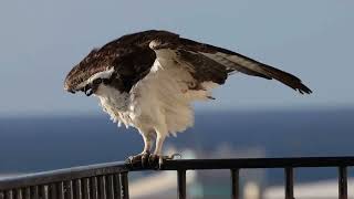 EAGLE EXPERT Reveals the Hidden Secrets of Eagle Behavior!