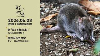 直播放映室【週一晚間十點🔴LIVE】2026.06.08 公視我們的島第1361集 播出