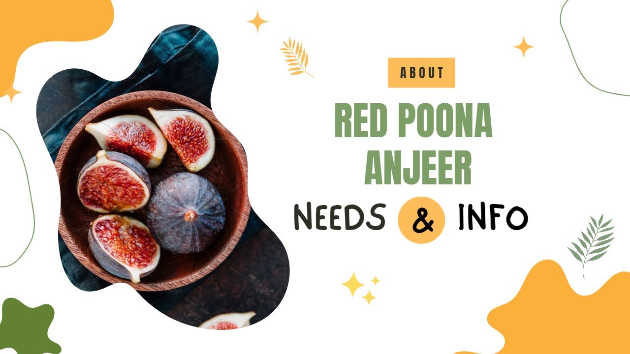 Red Poona Anjeer farming tips | Fig Farming | Anjeer Farming | Anjeer ki kheti kaise kare | Jankari