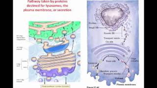 L12 ProteinSorting
