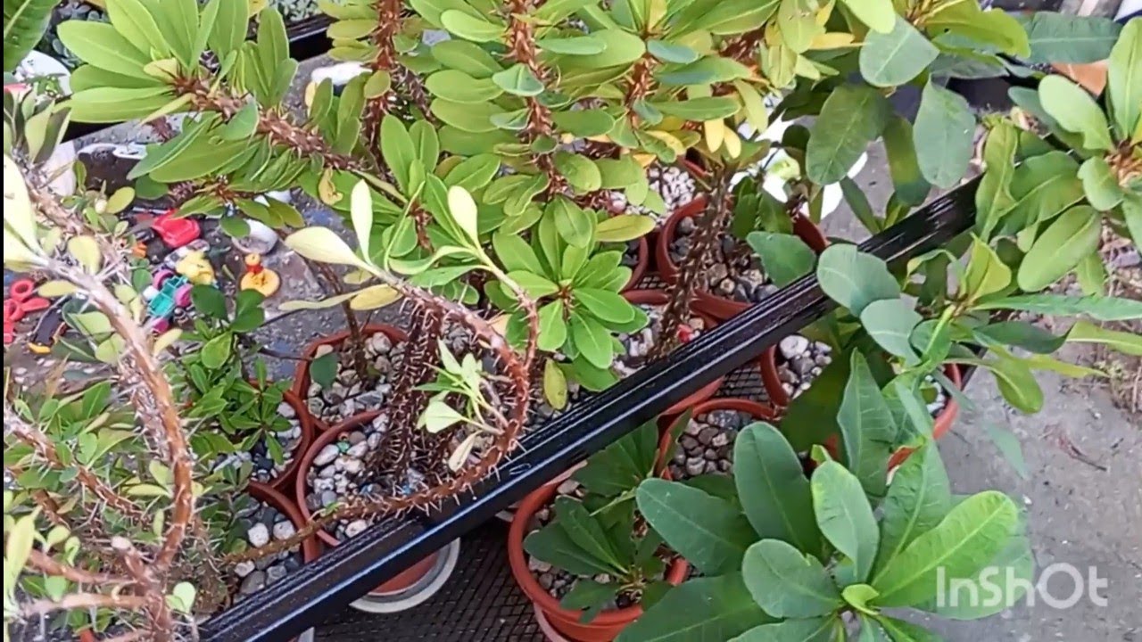 Acompáñame a trabajar en el jardín 