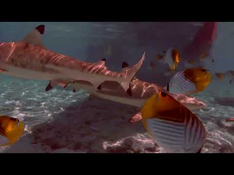 RAIATEA  SNORKEL IN FRENCH POLYNESIA