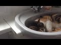MY CATS IN THE SINK!!!!!: funny upload
