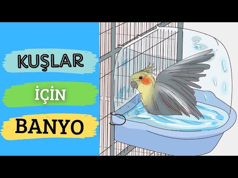 Video: Papağana Su Nasıl Verilir