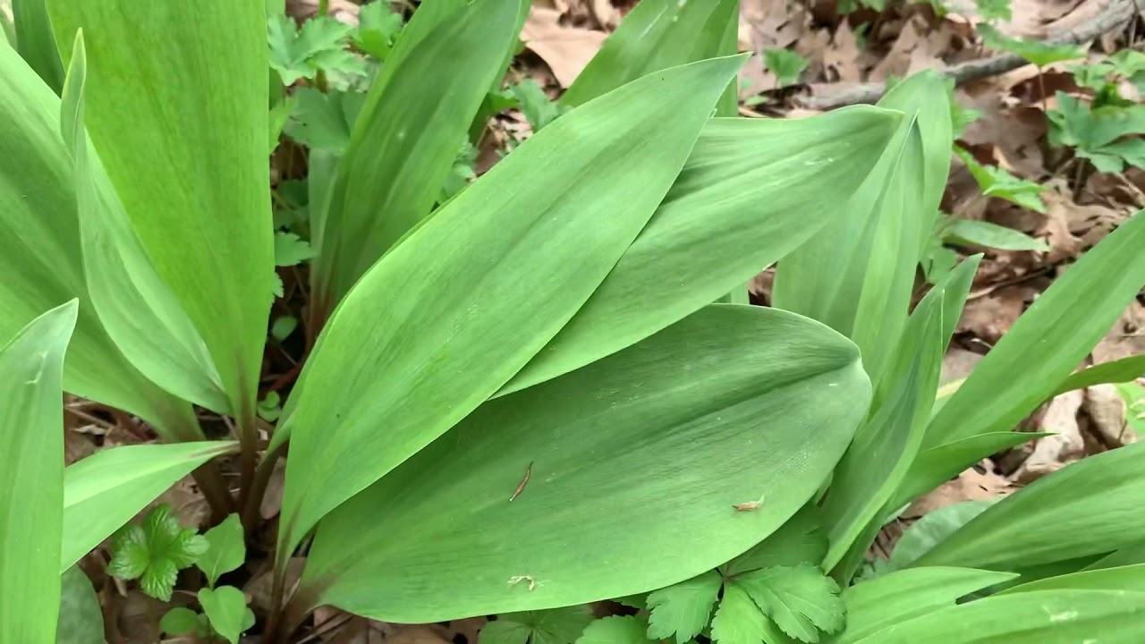 Wild Edible Medicinal Plant Hike in Ohio YouTube