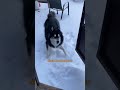This Rescue Husky Finally Sees Snow — 6,000 Miles Later | The Dodo
