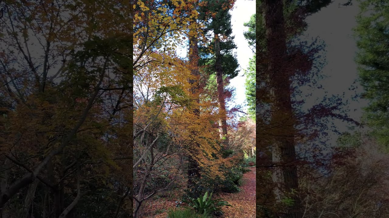 vol.02 モミジの紅葉と落葉（里山紹介） - YouTube