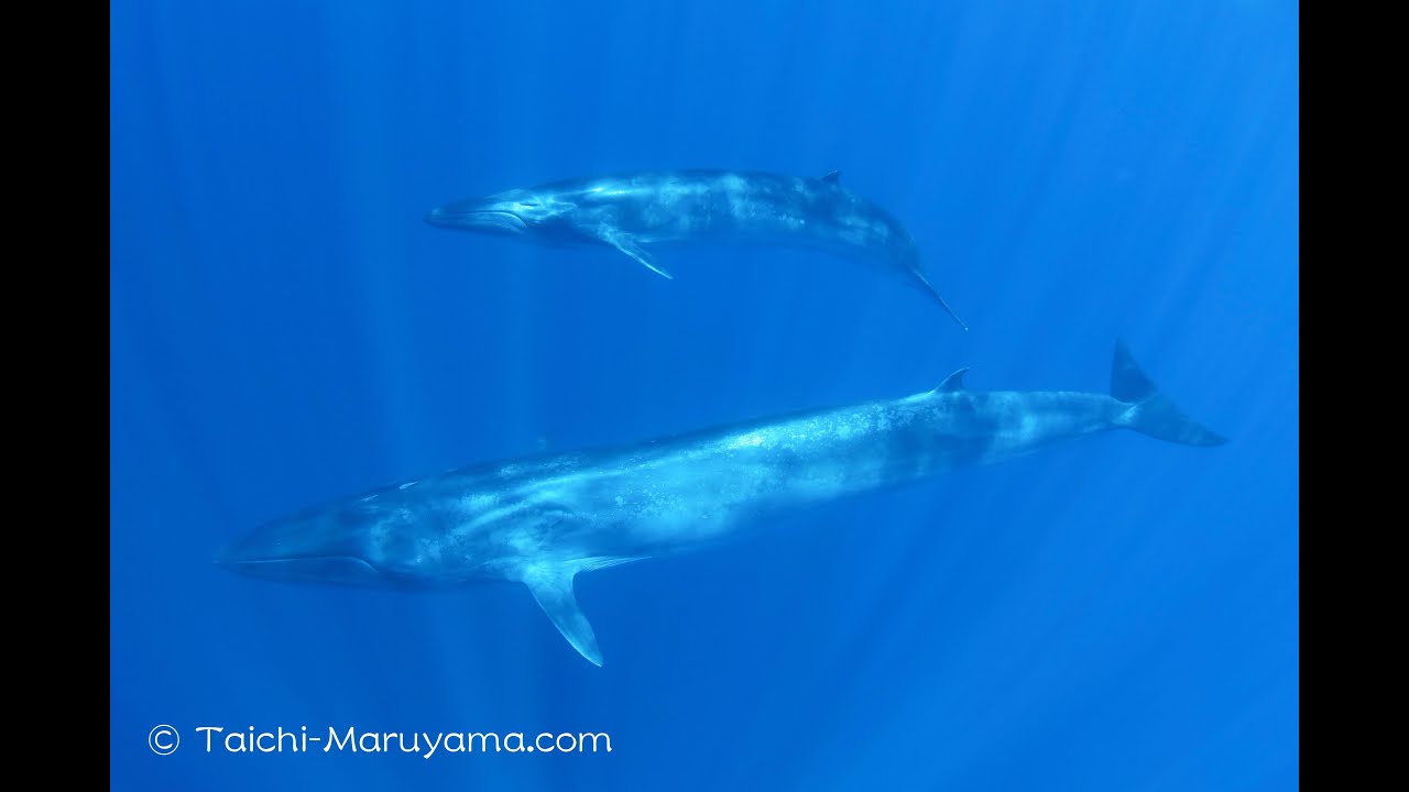 🐋珍しいカツオクジラの親子に出会ったシーン！／Rare Eden's Whale