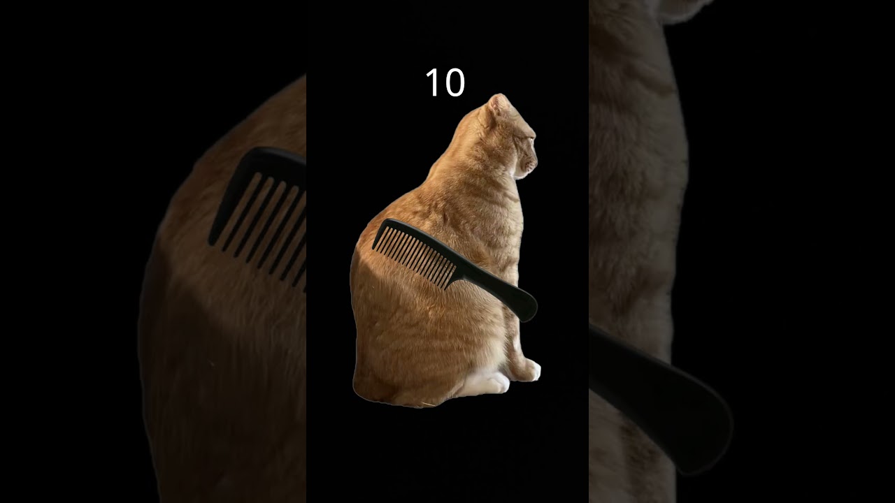 my turn to try this meme #cat #meme