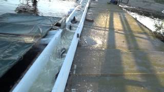 3/5/15 STOCKING SUUUPERR TROOUT & TASTY PINK MEAT SIERRA BOW TROUT