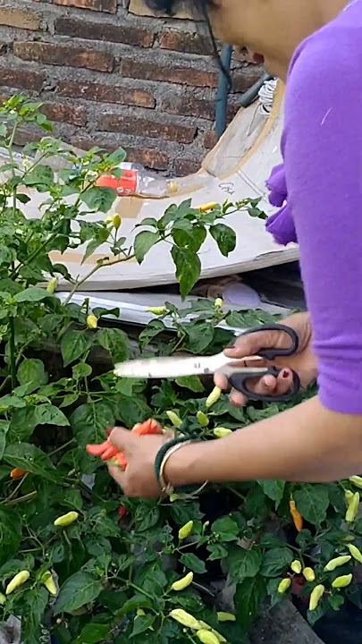 CABE MAHAL? TANAM SENDIRI AJA! #shorts  #tabulampot  #tanaman #buah #panencabe