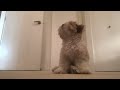 Aster the fetch master - Tiny Teddies - Teddy Bear Shih Tzu Bichon puppy aka Shichon Zuchon