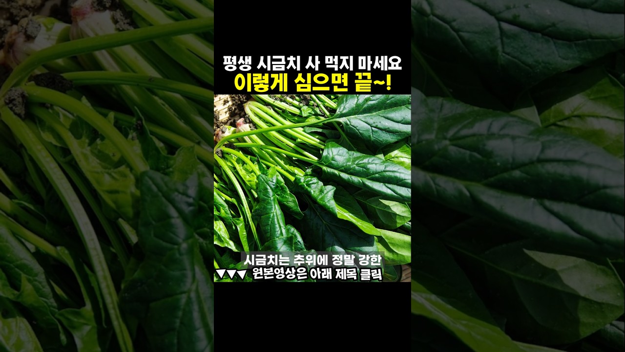 겨울에 얼어죽던 시금치가 '설탕'이 되는 소름돋는 이유