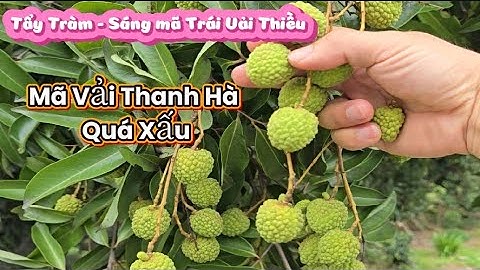 TẨY Tràm Sáng Trái  Khi Quả Vải Thiều Lục Ngạn Chuẩn Bị Lên MÃ l Núi Đồi Lục Ngạn