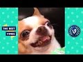 Cute Pets & Funny Animals Compilation | Funniest Animal Videos 2018