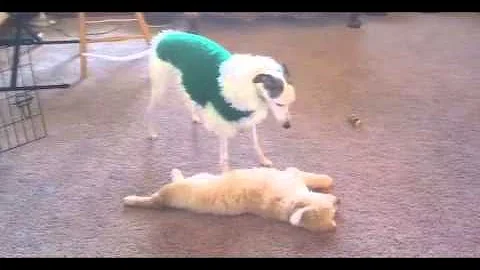 When Whippets & Goldendoodles Play