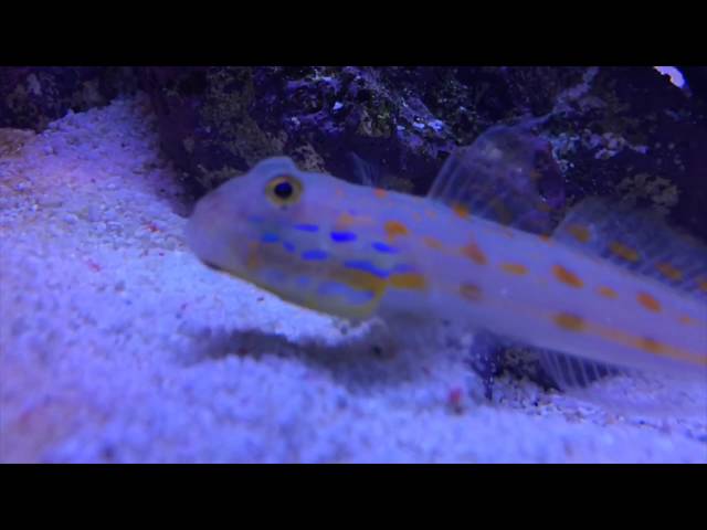 MNR - New Goby Slo Mo class=