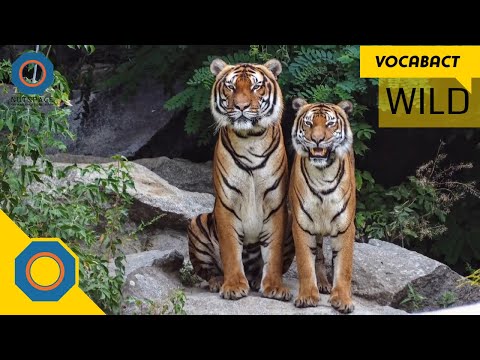 Video: Wat betekent wilde eigenlijk?