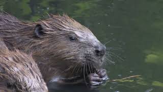 European Beaver by Steve Evans 972 views 1 year ago 2 minutes, 46 seconds