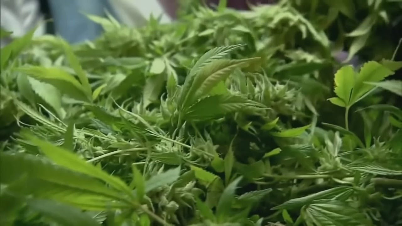 Kentucky Medical Marijuana | Who qualifies and how to apply