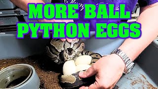 Pulling eggs from an ANGRY MOM!!!