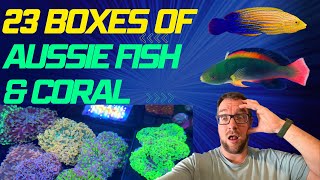 23 Boxes of Aussie Fish and Coral!