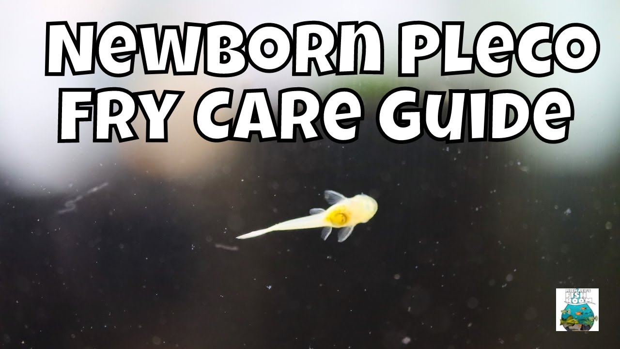 Bristlenose Pleco Fry