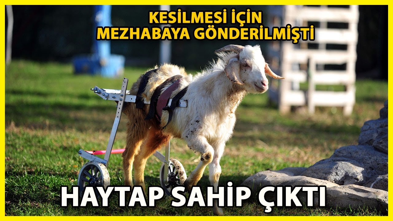 Engelli Oğlak, Kesimden Kurtarılıp Emekli Hayvanlar Çiftliği'ne Yerleştirildi