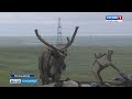 День оленя: как кочевники Ненецкой тундры ометили свой главный праздник