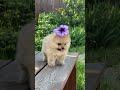 Little puppy Having fun in garden #shortsfeed #trending #shortsvideo #shorts