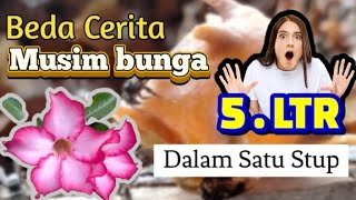 5 ltr dalam satu Stup itama pemanenan madu klanceng #lebahtrigona #bee #honeybee