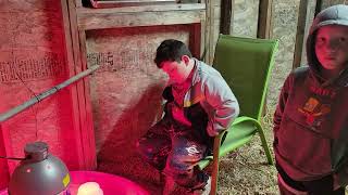 Raising meat birds in the 15 minute city