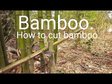 Video: Kaip pjaustyti bambuką namuose?