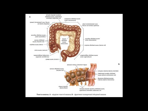 169. Товста кишка - AnatomUa - AUDIO