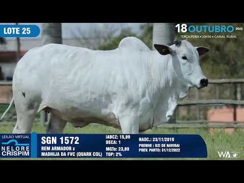 LOTE 25 SGN 1572